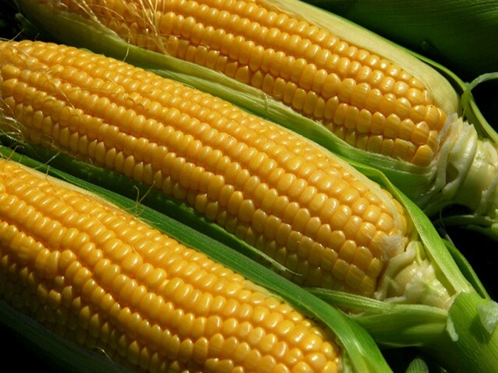 corn_09[1]_R.jpg