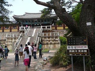 仏国寺の松