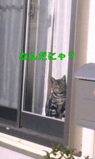 猫２.jpg