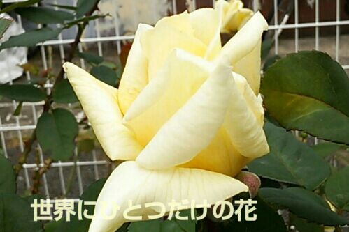rblog-20161126100655-00.jpg
