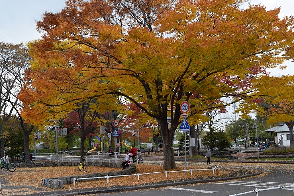 自転車乗り場の紅葉