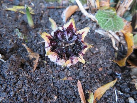 ハランの花を知っていますか ごま豆腐 静かな時が流れる 風の庭 楽天ブログ