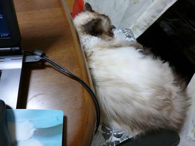 画像 4071.jpg