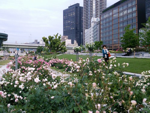 1バラ園風景500１.jpg