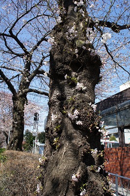 DSC00949.jpg
