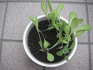 家庭菜園 カップラーメンの空き容器編 の記事一覧 多趣味なあたくし 広く浅く下手の横好き 毎日能天気 楽天ブログ