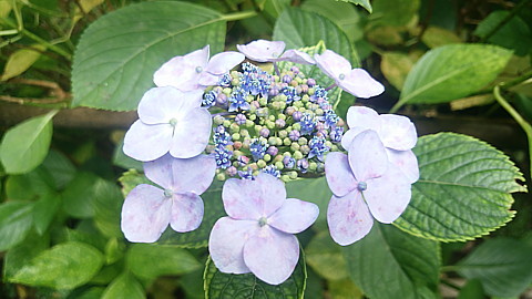 IMG_20150531_151025.jpg