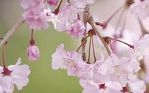 0322sakura.jpg