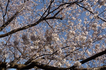 2012sakura3