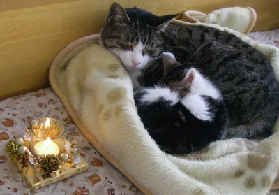 121224xmascats.jpg