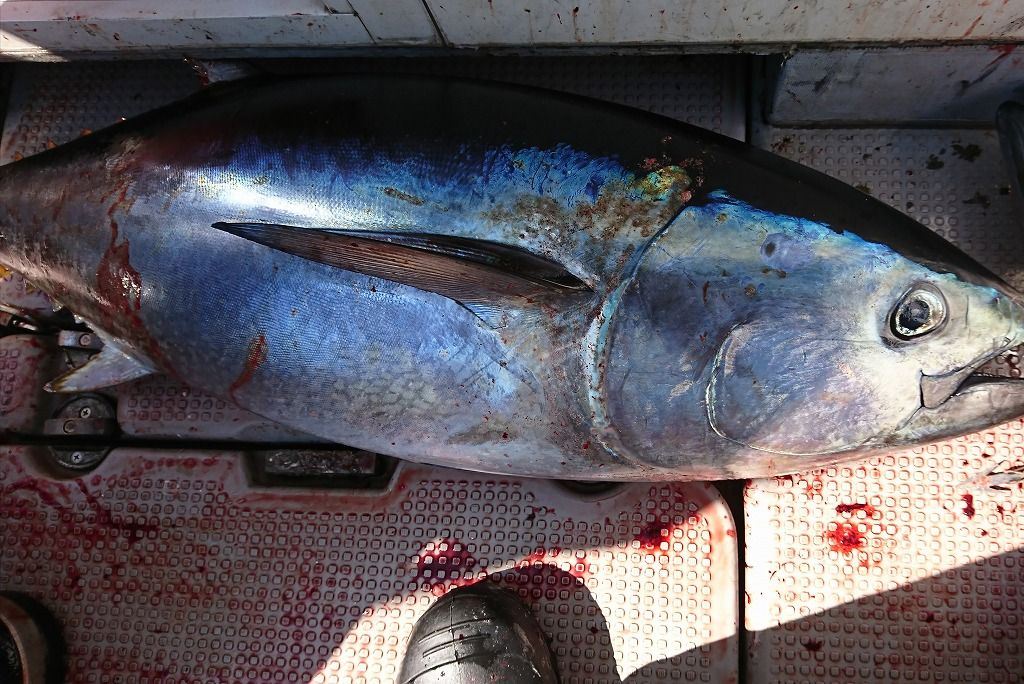 爆裂モードの道南マグロ釣行記 北国の遊び方 北海道の釣りブログ 楽天ブログ