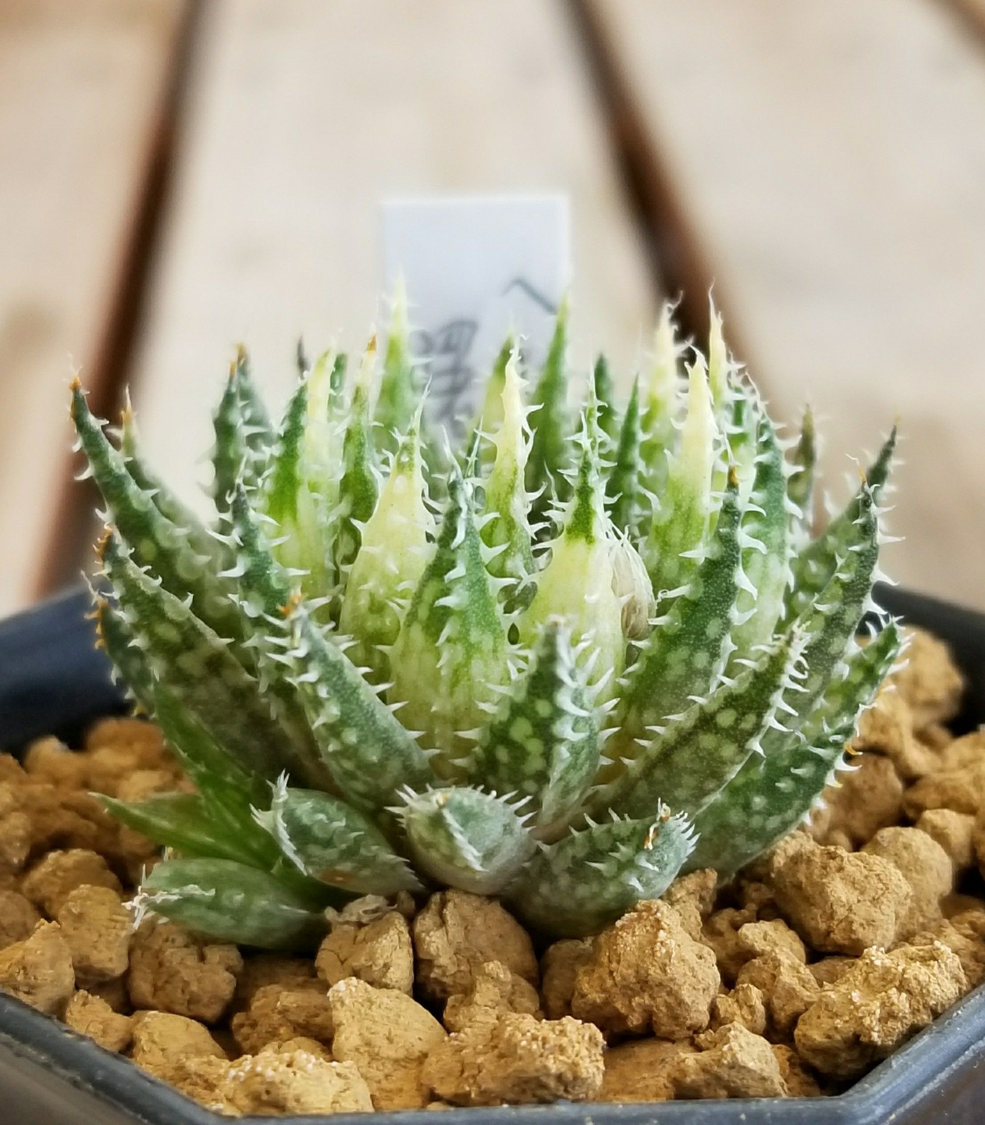 ≧∇≦）多肉植物 ハオルチア 万象錦 カキ仔