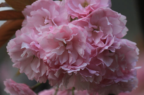 八重桜
