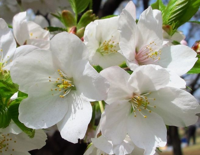 それぞれが独自の花を咲かせる 歌 と こころ と 心 の さんぽ 楽天ブログ