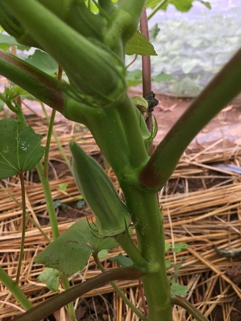 野菜で一番きれいなオクラの花が開花 そして初収穫 Futtutyの菜園ブログ 楽天ブログ