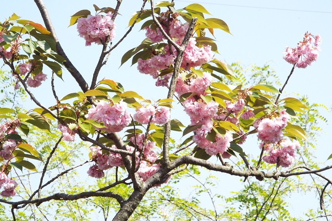 ヤエザクラ（八重桜）