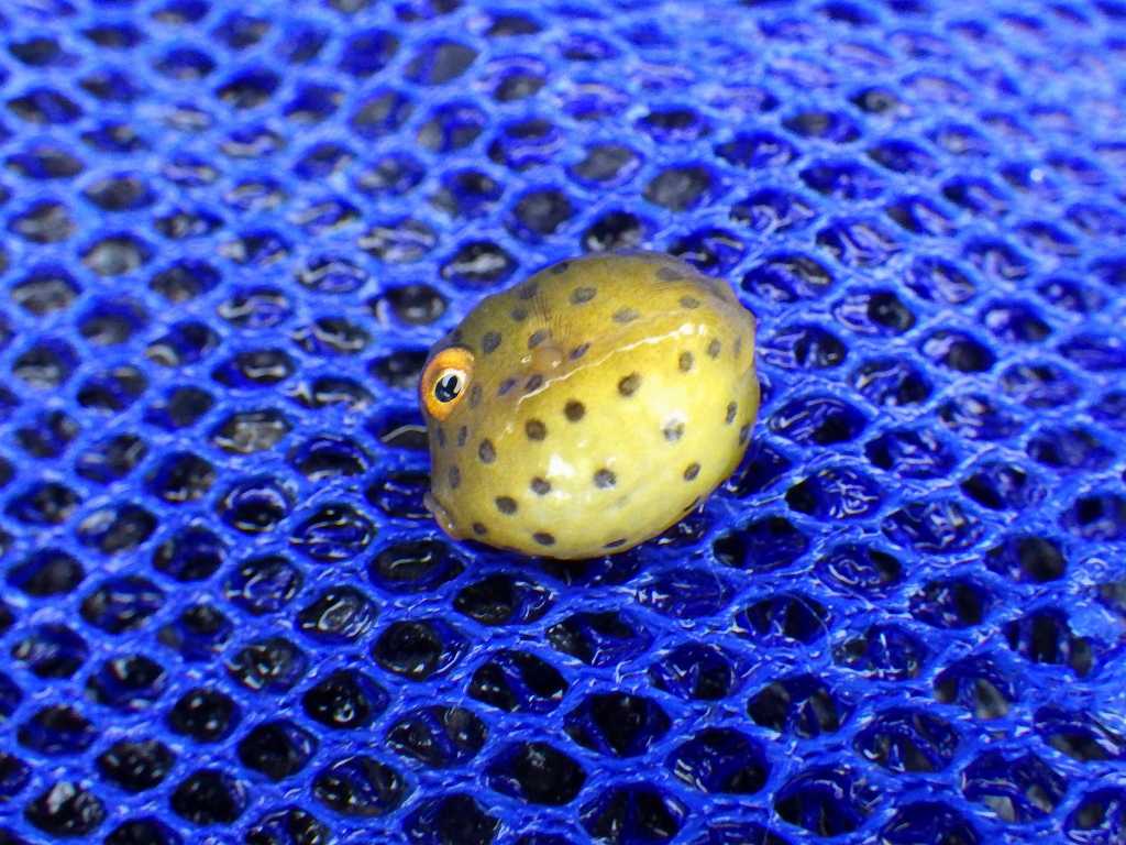 串本磯採集2021年6月下旬25　ハコフグ（Ostracion immaculatus）の幼魚