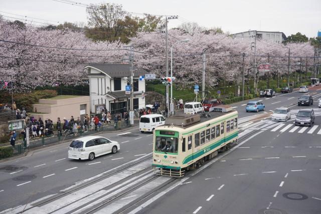 桜満開 都電 飛鳥山4