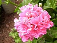４月１３日の誕生花 ゼラニウム ピンク の花言葉 決心 四季咲きゼラニウムのピンク色の花の 真の友情 弥生おばさんのガーデニングノート 花 と緑の365日 楽天ブログ