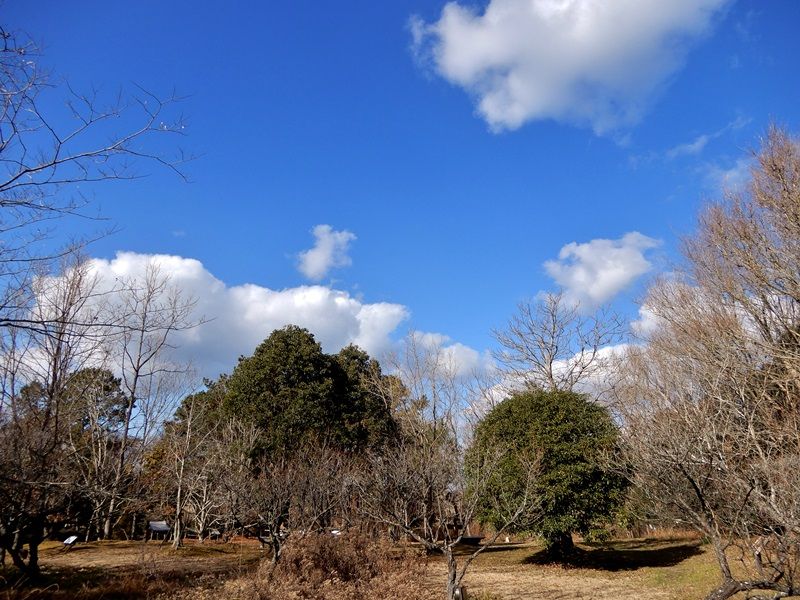 薬樹園1