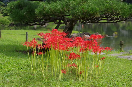 旧芝離宮恩賜庭園にて