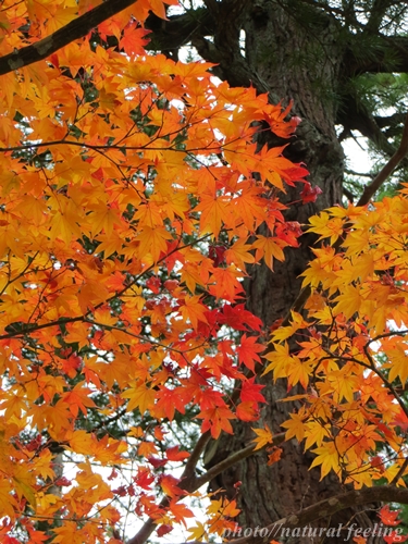 2高野山　紅葉6.JPG