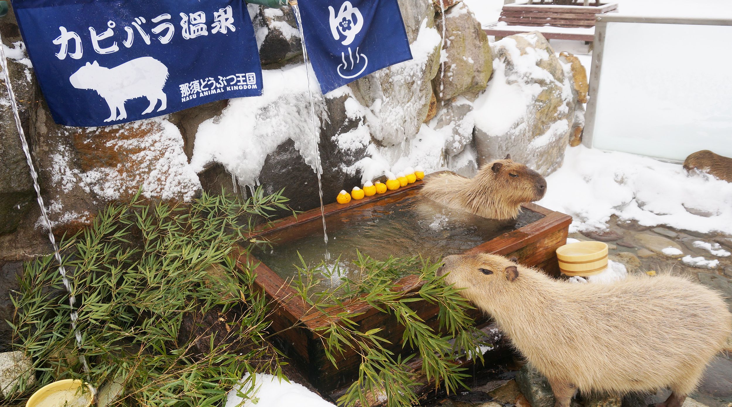 【那須どうぶつ王国】 カピバラ温泉 開湯♪ ホテルハーヴェスト那須のブログ 楽天ブログ 【那須どうぶつ王国】 カピバラ温泉 開湯♪ ホテルハーヴェスト那須のブログ 楽天ブログ