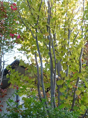 庭木の手入れについて カツラの葉っぱ 大好き 楽天ブログ