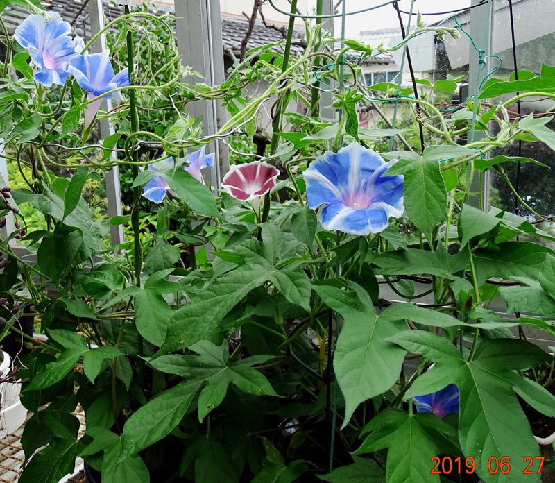 朝顔に思う事 Tominopage 楽天ブログ