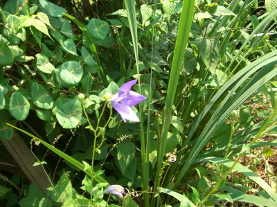 CIMG4132 (400x300).jpg