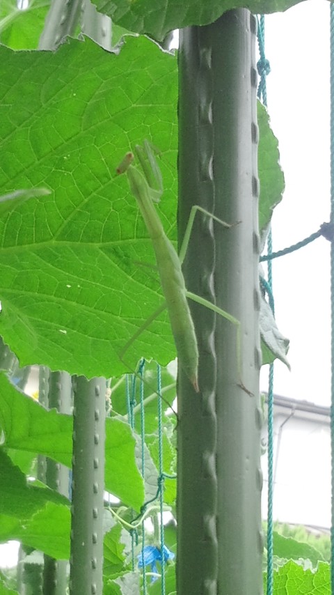 カマキリ.JPG