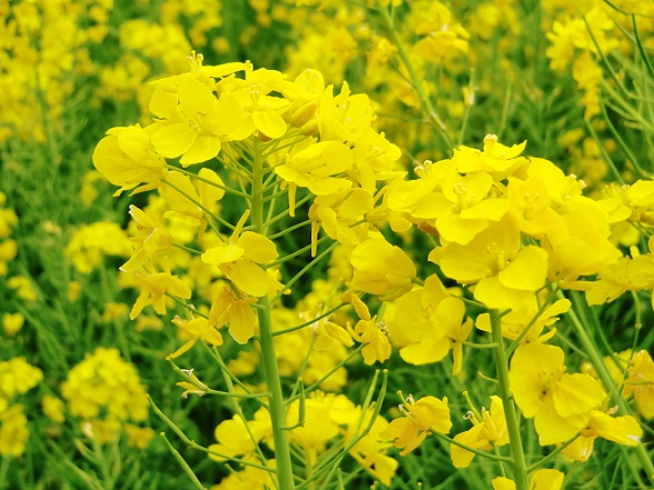 富士宮市狩宿　菜の花