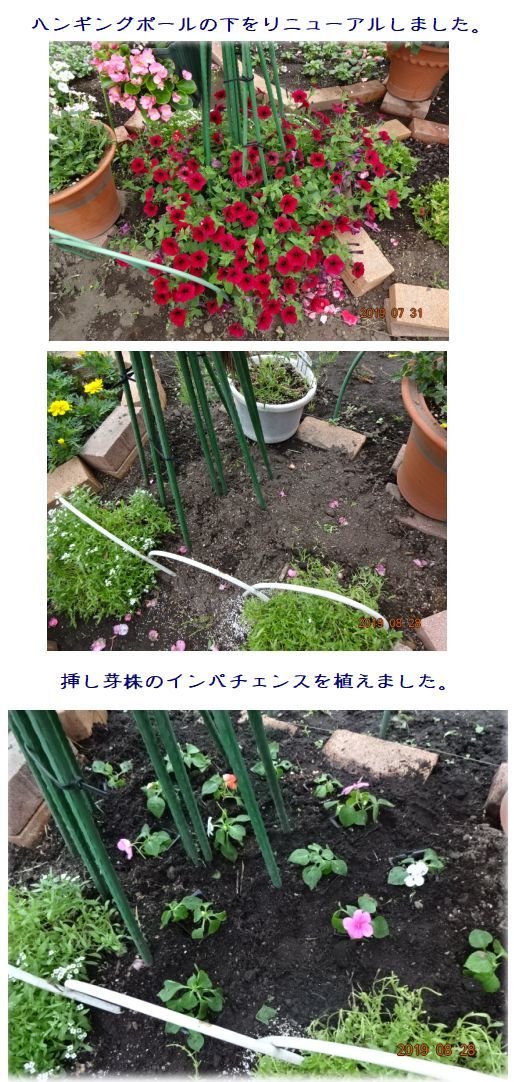 インパチェンス ビンカの挿し芽苗を移植定植 サフィニアの切り戻し 小さな花宇宙 そして それから 老いふたりの小宇宙 楽天ブログ