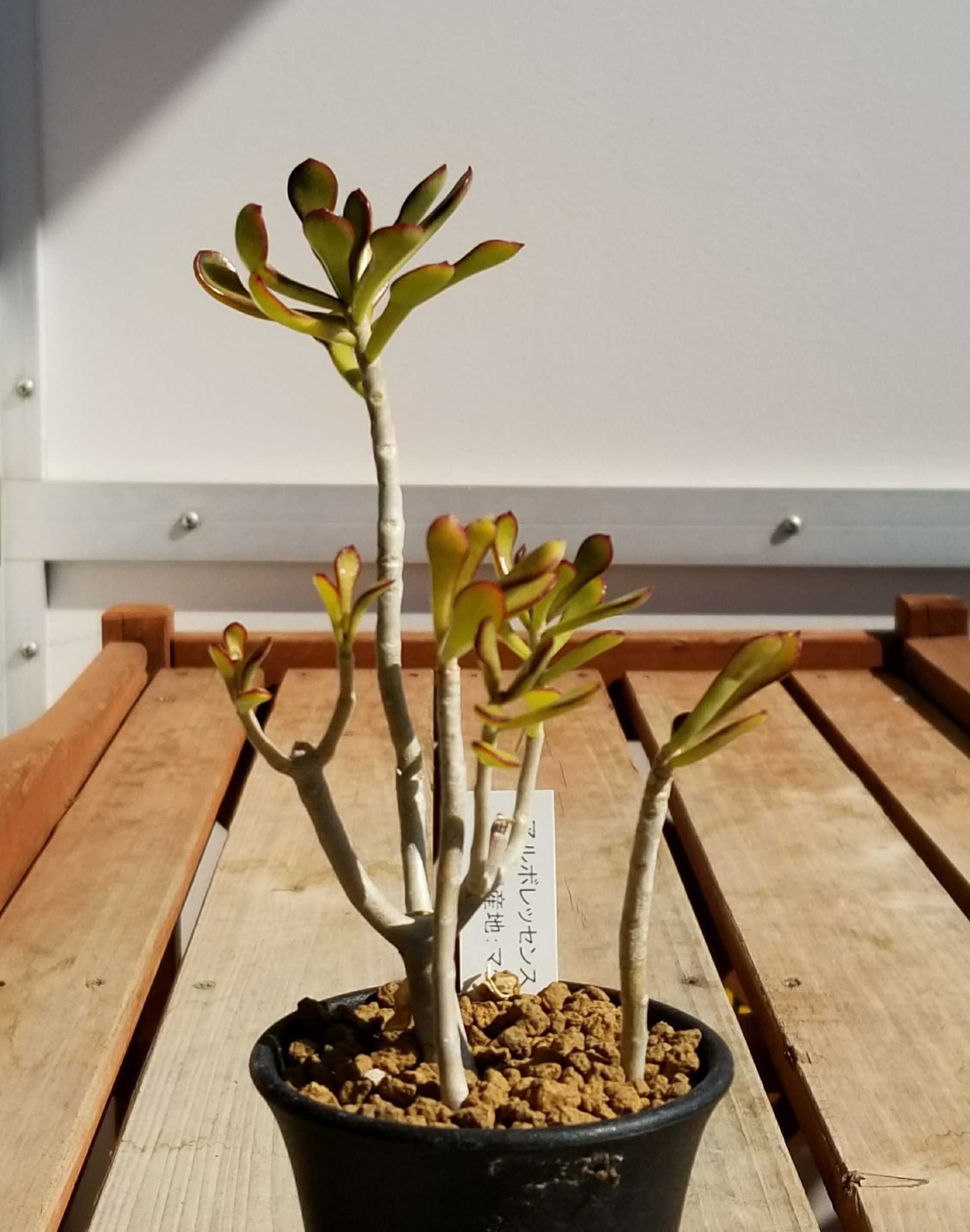 屋外越冬した夏型のヤツら デルオの多肉日記 楽天ブログ