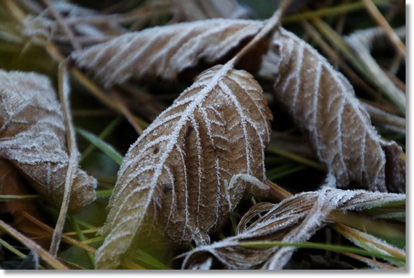 栂池自然園-10 霜-4 15.10.3