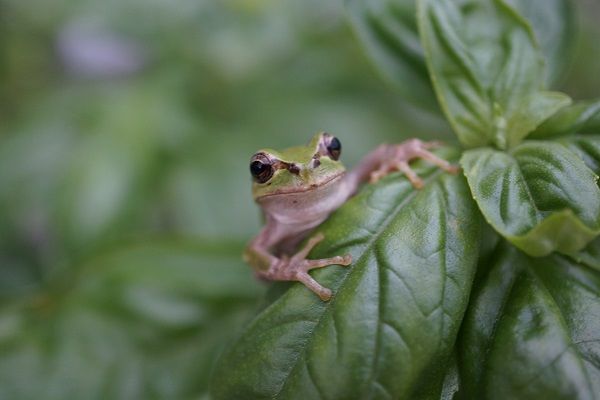ルドベキア マキシマの発芽 あべいち徒然日記 楽天ブログ