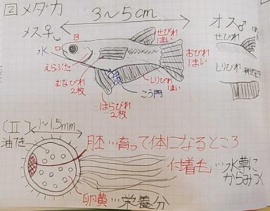 2ページ目の ママ塾 と 七田式プリント 全力子育て 塾1年で中学受験 旅育 ママ塾 英語子育て 楽天ブログ