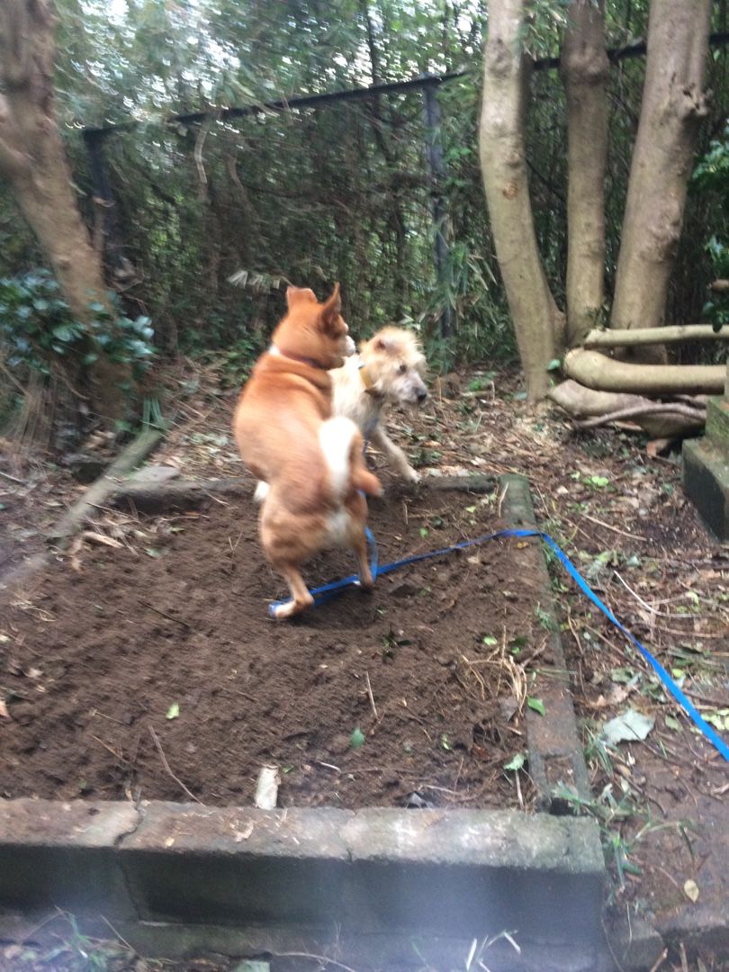 モジャの穴掘り 古い平屋に犬 猫 と住む 楽天ブログ