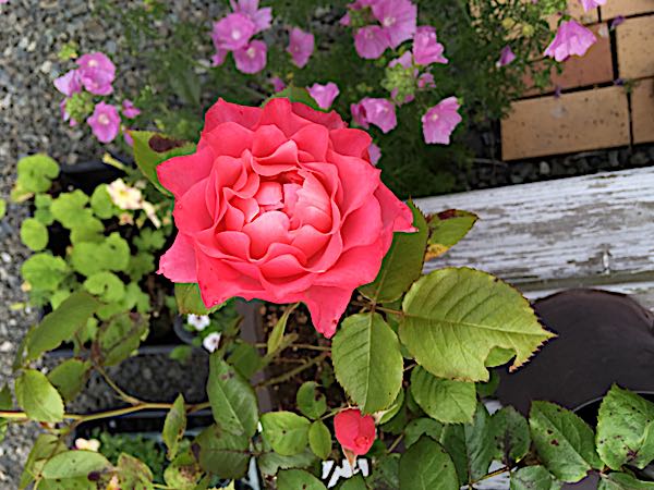rblog-20170727180945-09.jpg