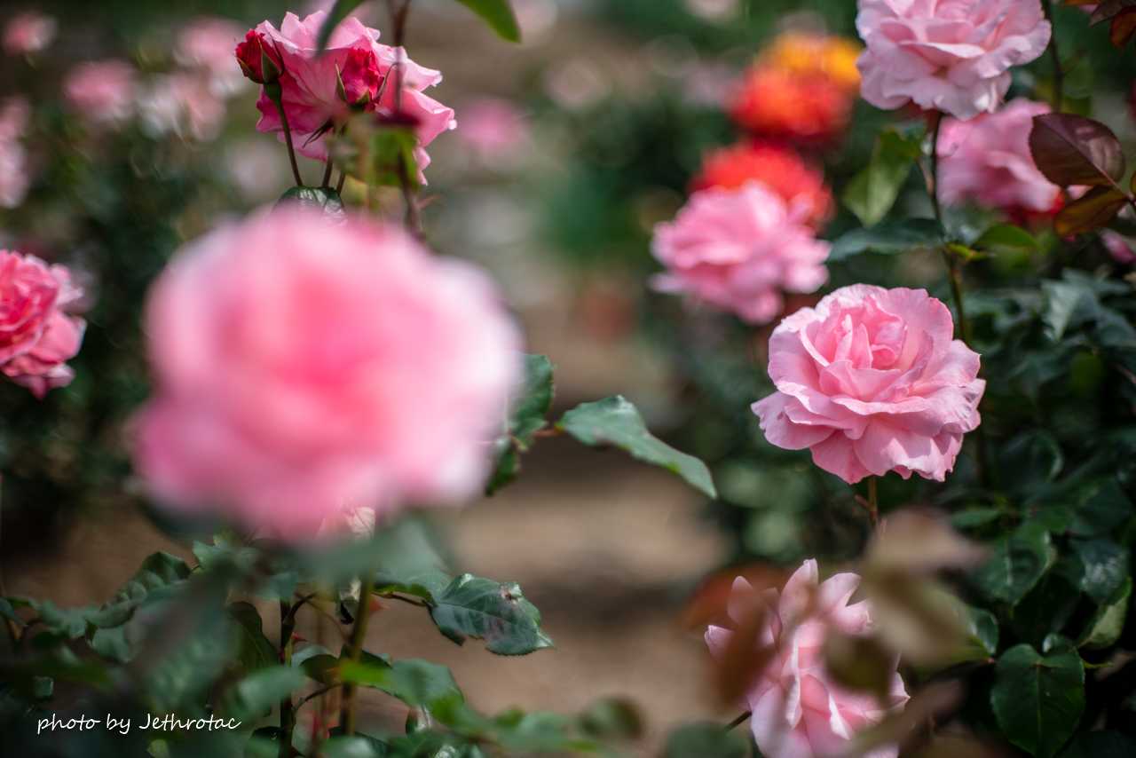 MC ROKKOR-PG 58mm F1.2」開放の気持ちよさ、でも | ♡ With My