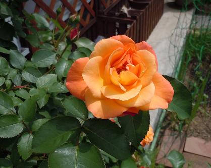 2012年5月24日 　　アンネの薔薇.jpg