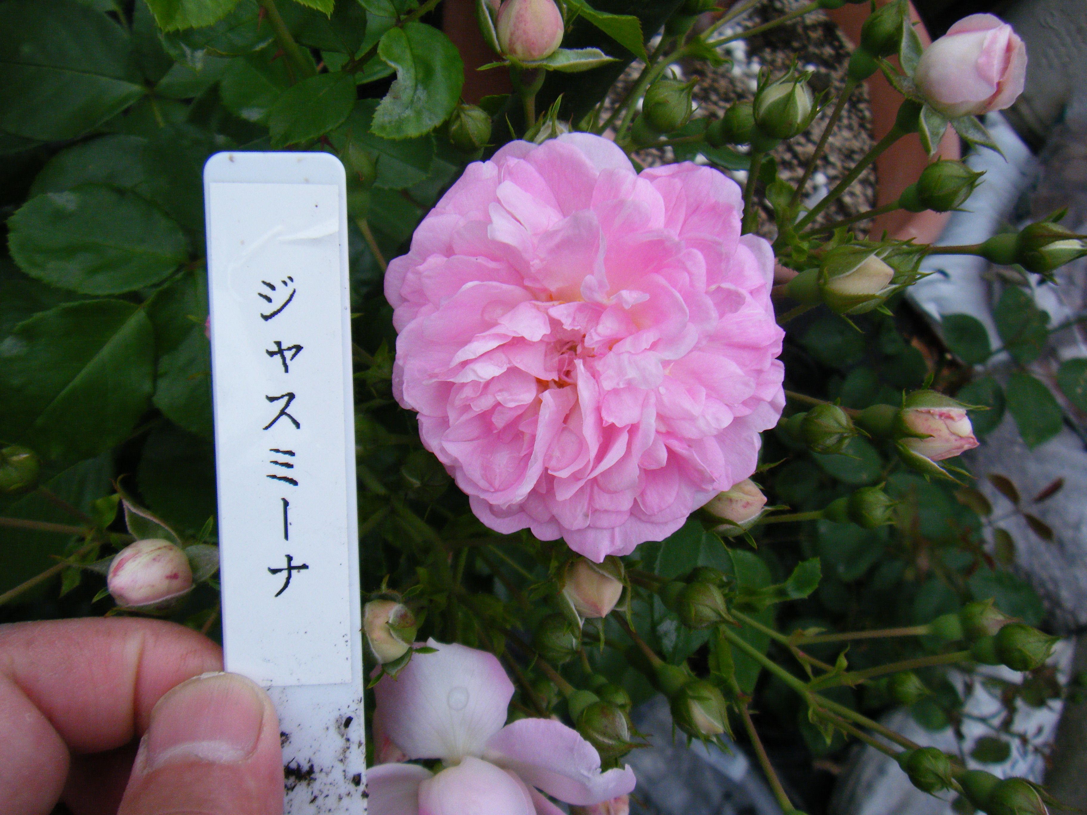 私が育てているバラの紹介です No 0ジャスミーナ アーチのバラ 目指せ100種類の薔薇と植物が大好きなmy Garden 楽天ブログ