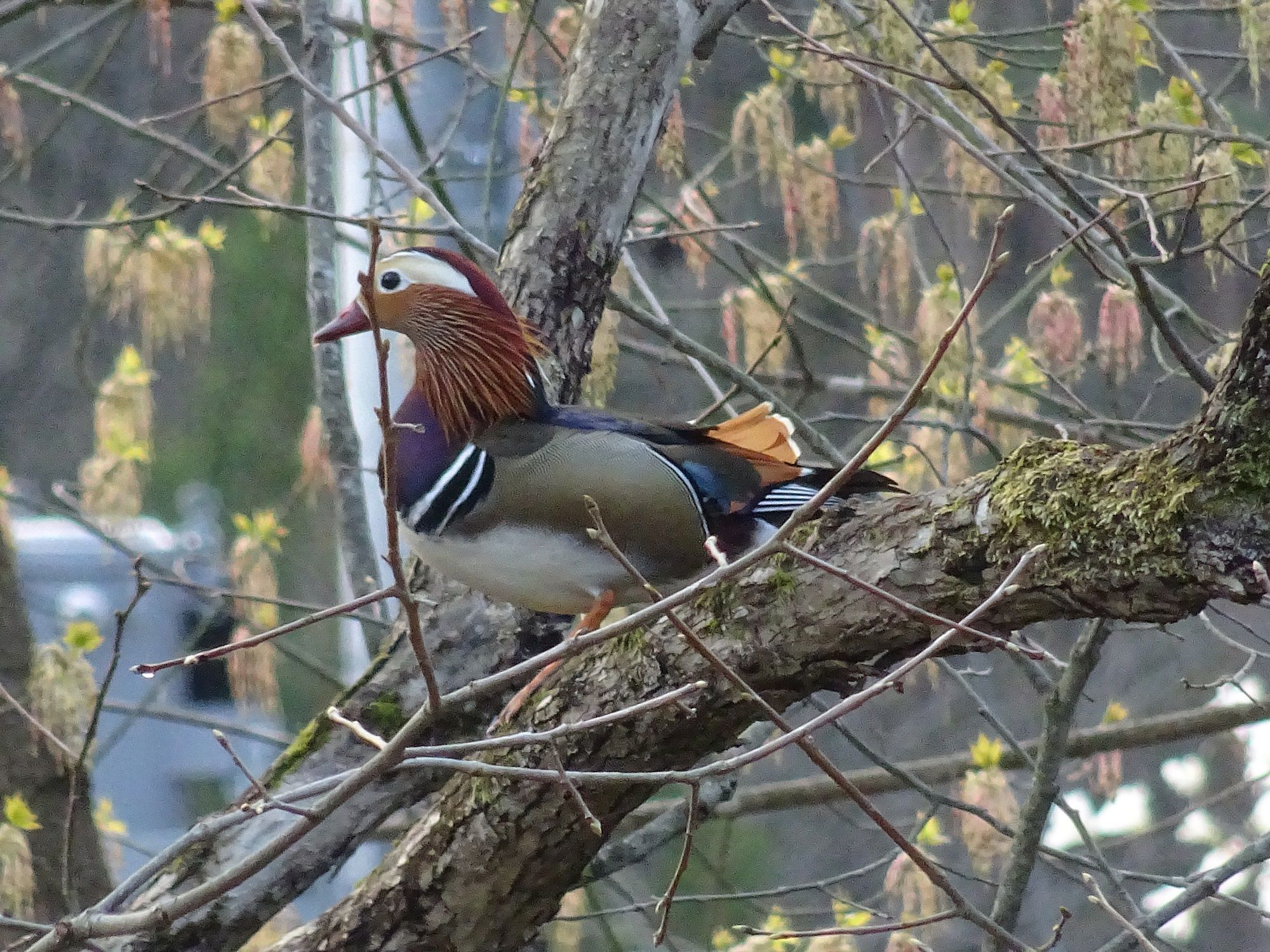 春の鳥 ヒロガーデンの四季へようこそ 楽天ブログ