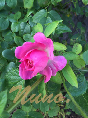 IMG_9755.jpg