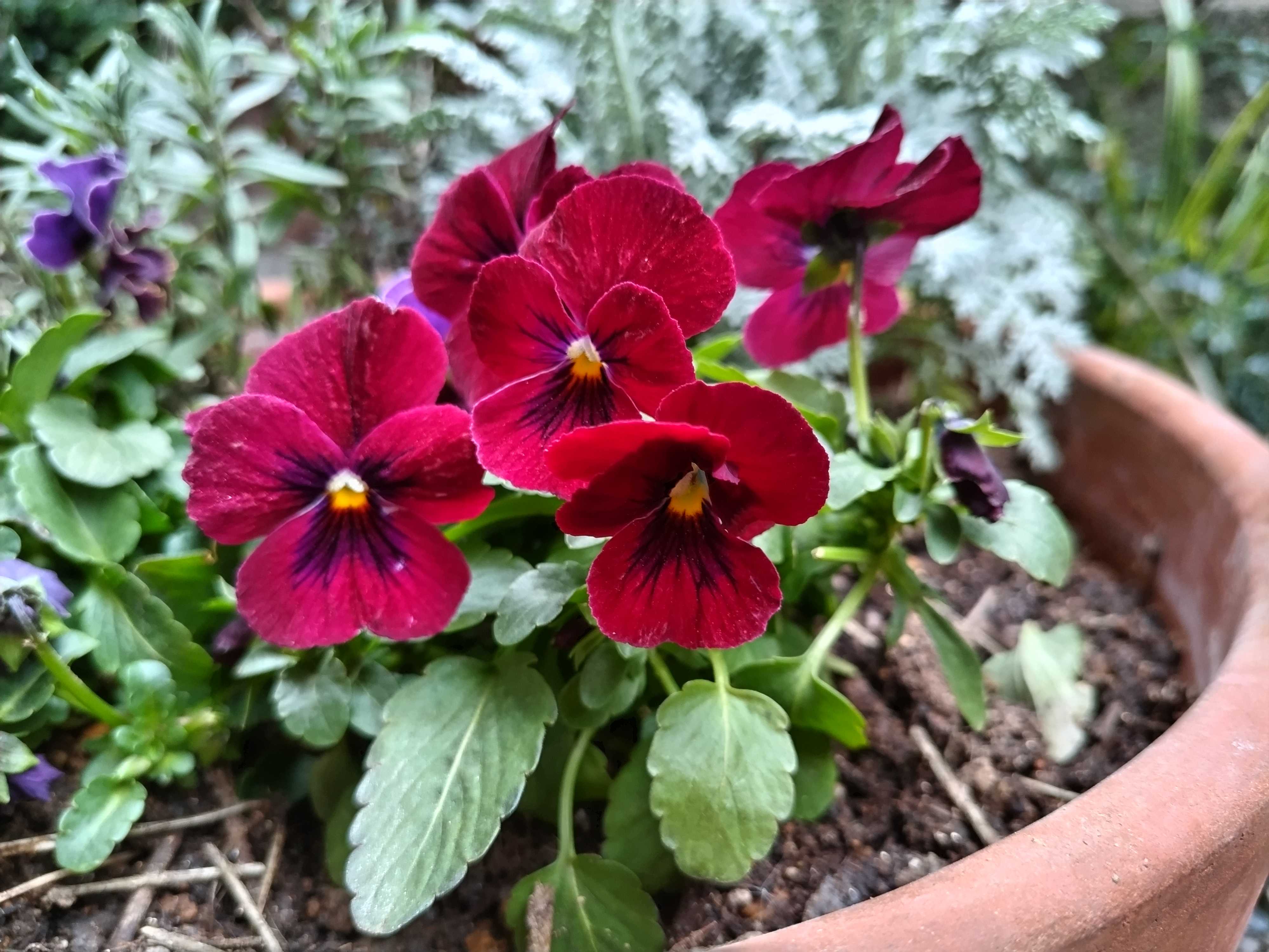 イザベラと赤色ビオラの寄せ植え 金魚草植え付け アジサイ鉢増し