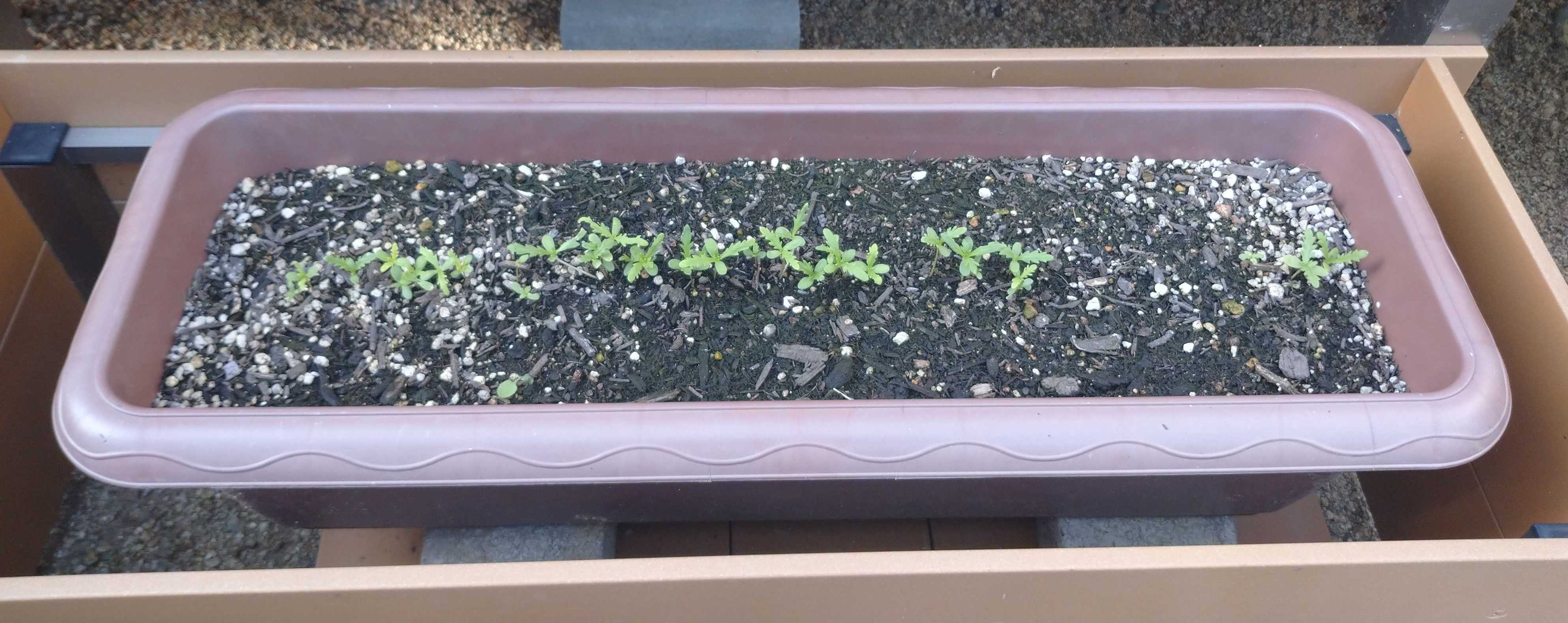 プランター栽培 春菊 Enjoy Myhomeー節約と時短を楽しむ日々ー 楽天ブログ