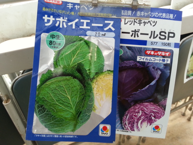 20130824キャベツ2.jpg
