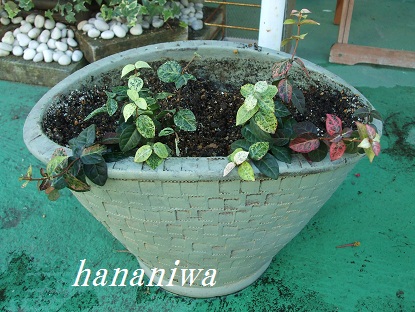 ポーラ寄せ植えリフォーム前.JPG