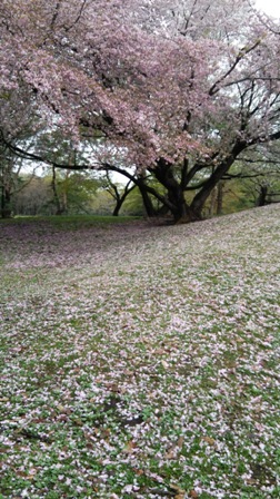 桜3.JPG