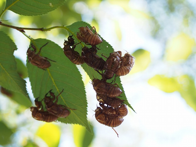 P7300586.jpg